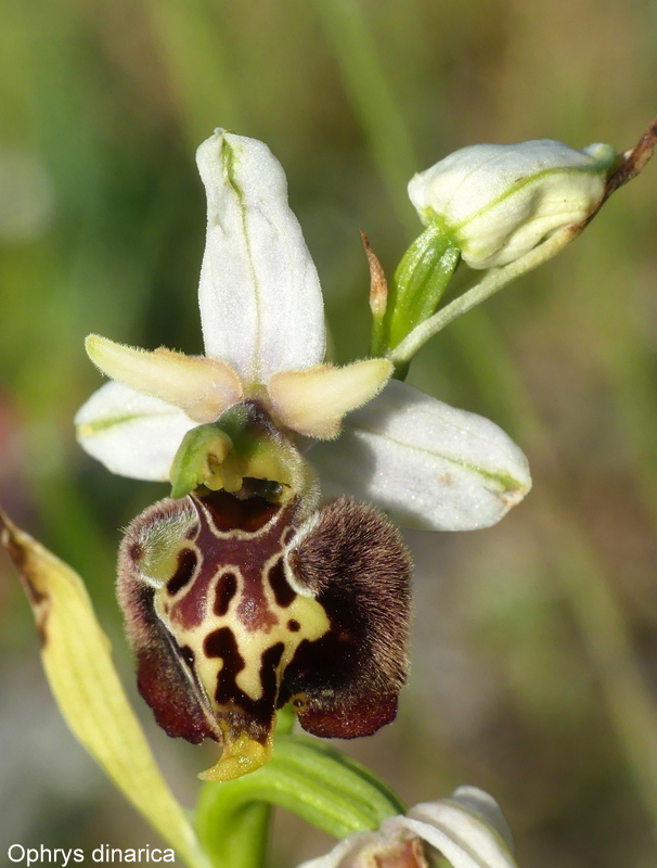Forme ibride di Ophrys aranifera/sphegodes x Ophrys dinarica  9 giugno 2025  alto aquila